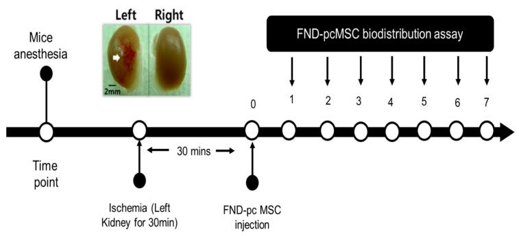 https://cdn.ncbi.nlm.nih.gov/pmc/blobs/66e0/10004171/51fe89ebdf97/molecules-28-02130-g004.jpg