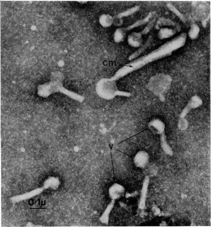 https://cdn.ncbi.nlm.nih.gov/pmc/blobs/66e0/1578886/0ee6b518a7aa/clinexpimmunol00346-0034-a.jpg