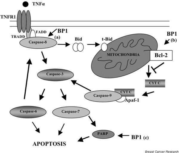 https://cdn.ncbi.nlm.nih.gov/pmc/blobs/66e3/2242656/c783401465a1/bcr1766-5.jpg
