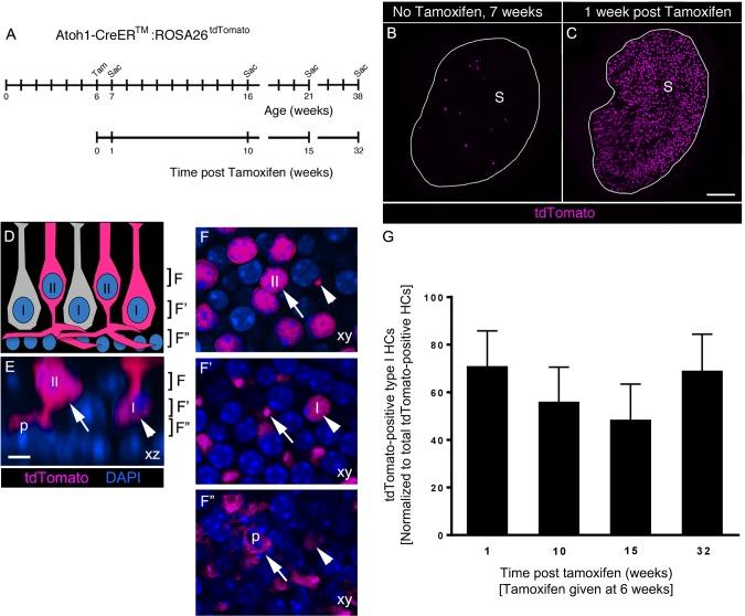 https://cdn.ncbi.nlm.nih.gov/pmc/blobs/66e3/5338920/8dceed99e1cb/elife-18128-fig7.jpg