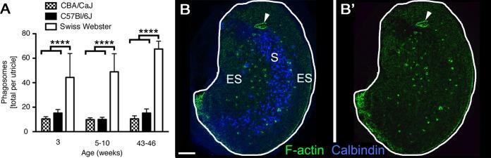 https://cdn.ncbi.nlm.nih.gov/pmc/blobs/66e3/5338920/d7932f1196e7/elife-18128-fig3.jpg