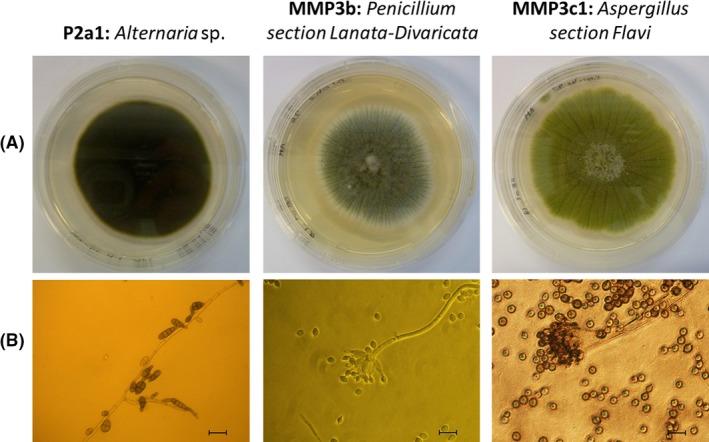 https://cdn.ncbi.nlm.nih.gov/pmc/blobs/66e3/6465239/5b2477c72169/MBT2-12-544-g002.jpg