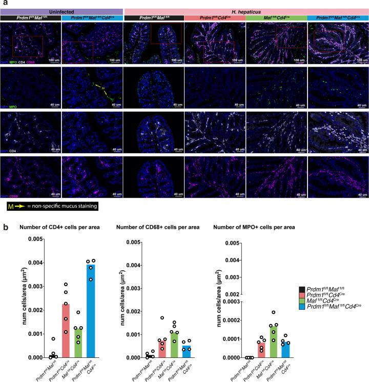 https://cdn.ncbi.nlm.nih.gov/pmc/blobs/66e5/11065689/deee4af00797/41590_2024_1814_Fig16_ESM.jpg