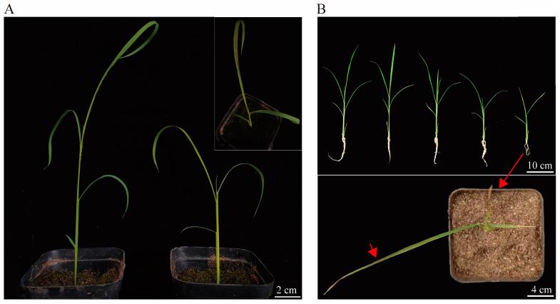https://cdn.ncbi.nlm.nih.gov/pmc/blobs/66e6/11085574/2c763c1da9d1/plants-13-01218-g002.jpg