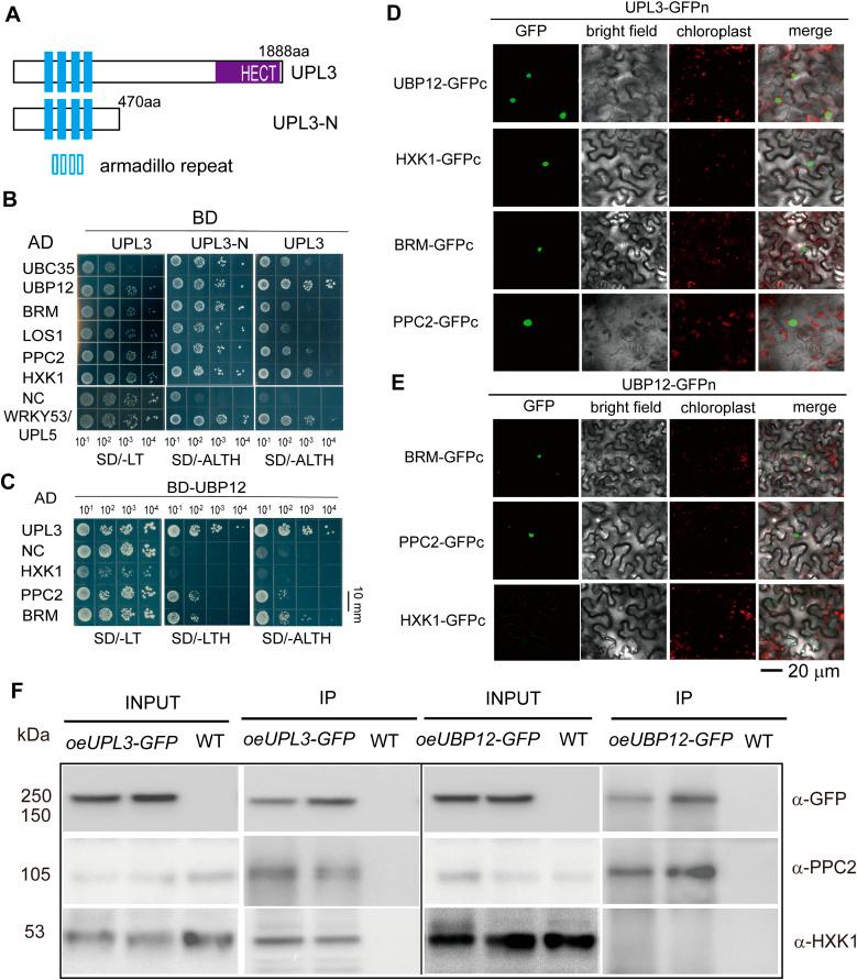 https://cdn.ncbi.nlm.nih.gov/pmc/blobs/66e8/9354775/1f7672cb8b6b/LSA-2022-01492_Fig6.jpg