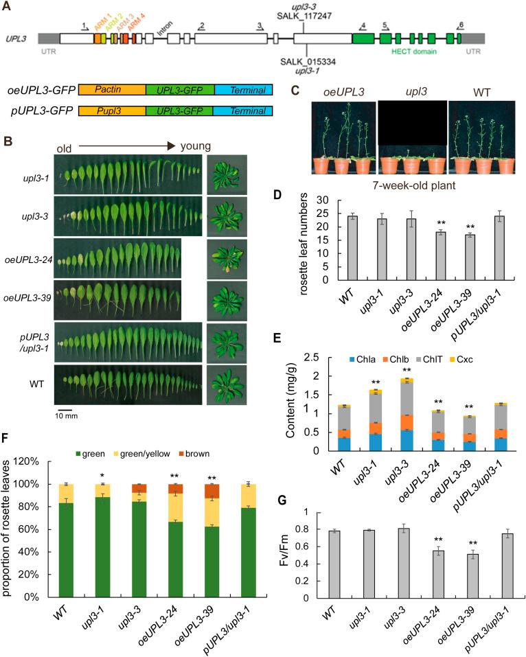 https://cdn.ncbi.nlm.nih.gov/pmc/blobs/66e8/9354775/43b92c2d3da5/LSA-2022-01492_Fig1.jpg