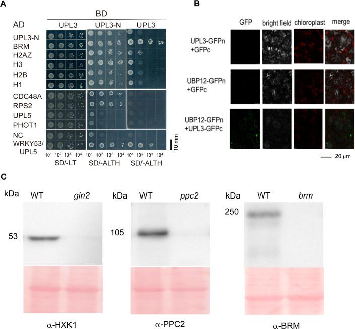 https://cdn.ncbi.nlm.nih.gov/pmc/blobs/66e8/9354775/bb65a1bb010d/LSA-2022-01492_FigS8.jpg