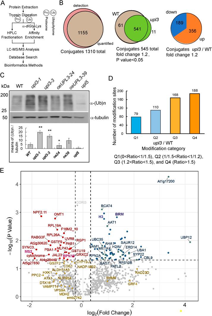 https://cdn.ncbi.nlm.nih.gov/pmc/blobs/66e8/9354775/d03a8429266c/LSA-2022-01492_Fig2.jpg