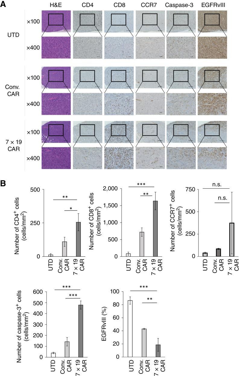 https://cdn.ncbi.nlm.nih.gov/pmc/blobs/66e9/11423281/35c6227e2402/crc-24-0226_f3.jpg
