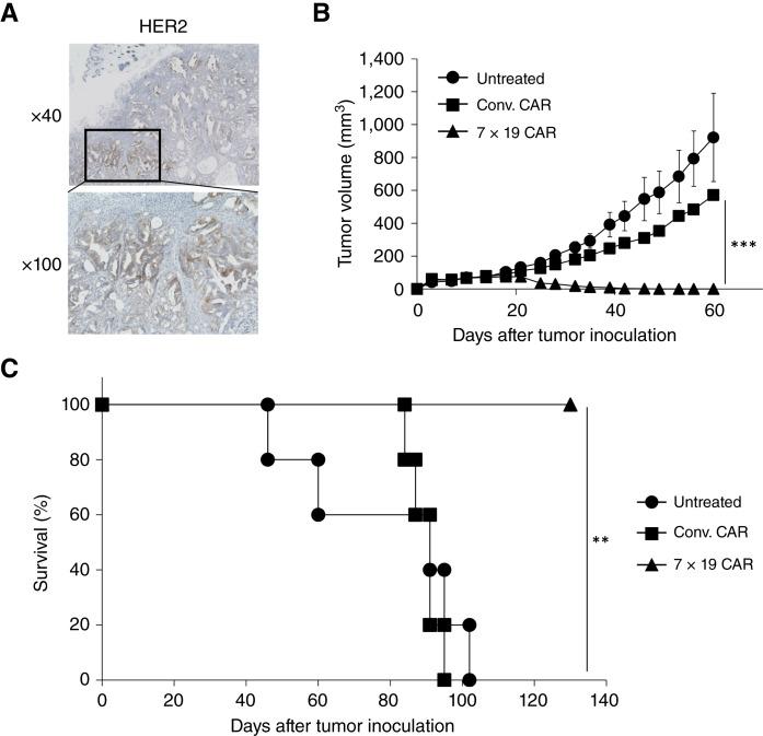 https://cdn.ncbi.nlm.nih.gov/pmc/blobs/66e9/11423281/bd4212d8b732/crc-24-0226_f6.jpg