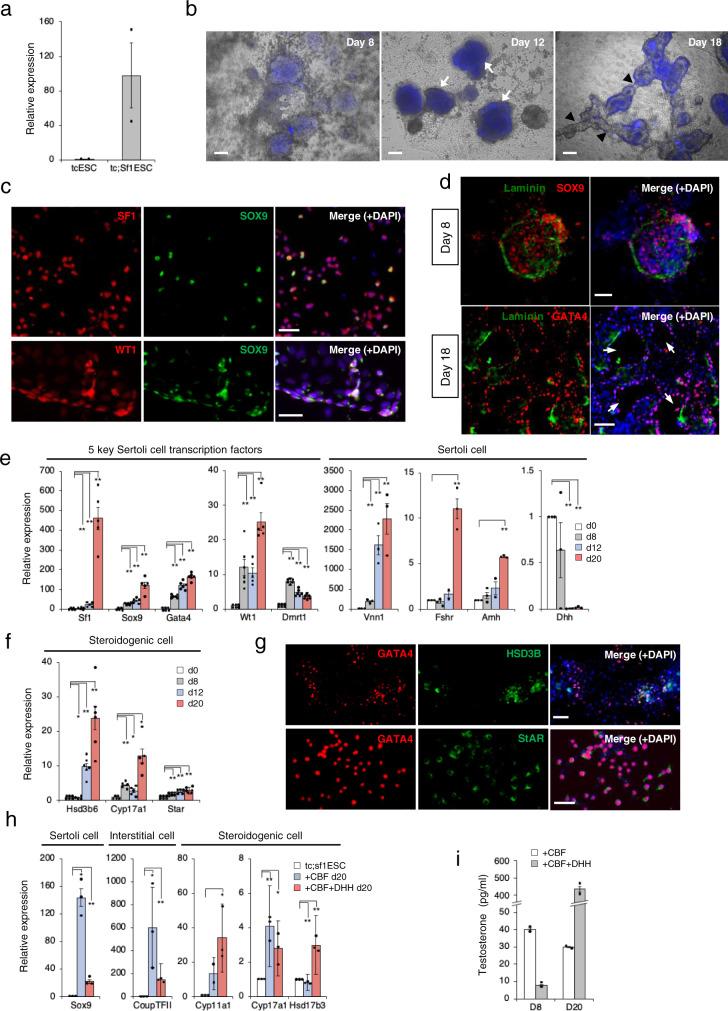 https://cdn.ncbi.nlm.nih.gov/pmc/blobs/66eb/8239049/7bcb230f3e3f/42003_2021_2322_Fig2_HTML.jpg