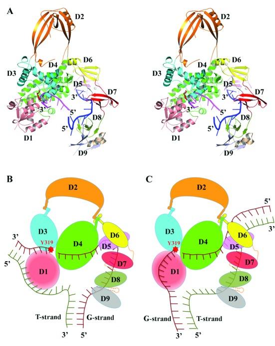 https://cdn.ncbi.nlm.nih.gov/pmc/blobs/66ee/4678816/2c651d315dfc/gkv1073fig8.jpg
