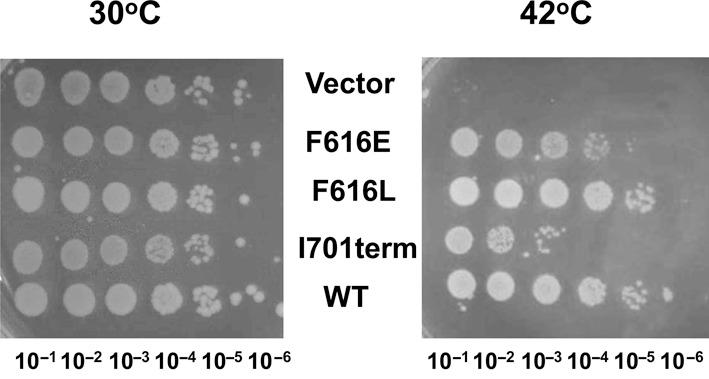 https://cdn.ncbi.nlm.nih.gov/pmc/blobs/66ee/4678816/b3b38b9cde79/gkv1073fig7.jpg