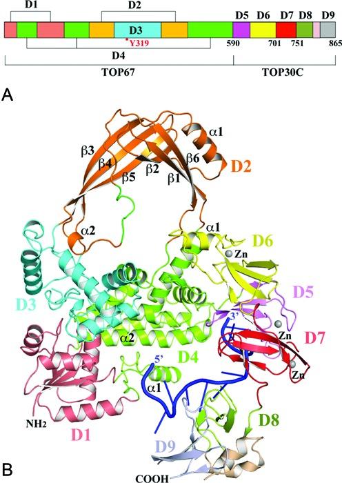https://cdn.ncbi.nlm.nih.gov/pmc/blobs/66ee/4678816/bbe881c749c3/gkv1073fig1.jpg
