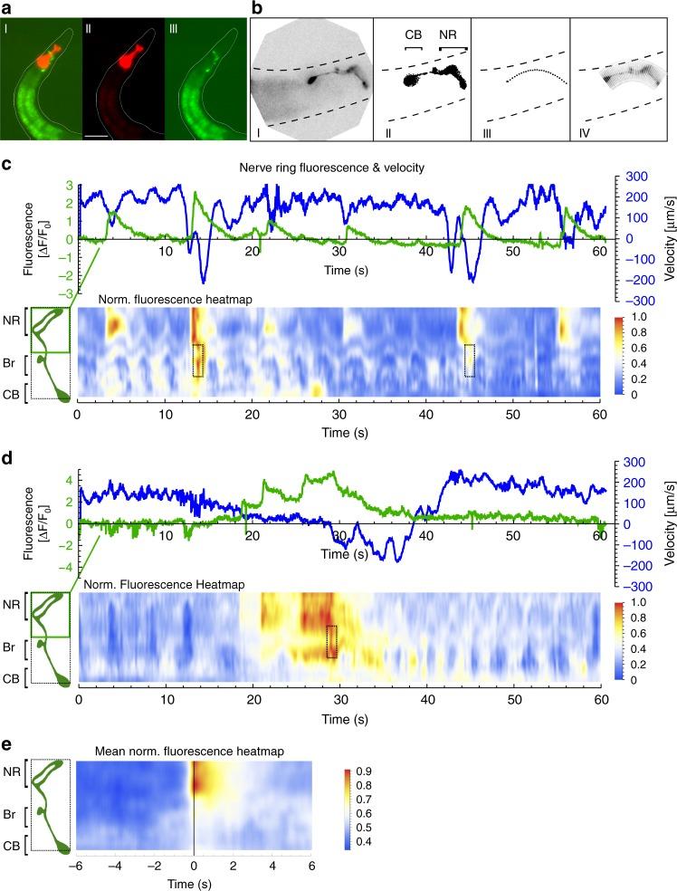 https://cdn.ncbi.nlm.nih.gov/pmc/blobs/66f7/6736843/e4c2b9a77e75/41467_2019_12098_Fig5_HTML.jpg
