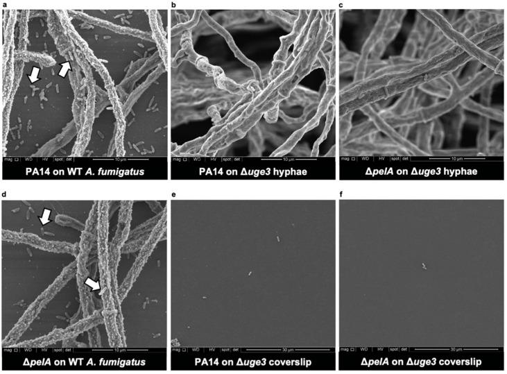 https://cdn.ncbi.nlm.nih.gov/pmc/blobs/66f8/9030451/1071c1230433/jof-08-00336-g003.jpg