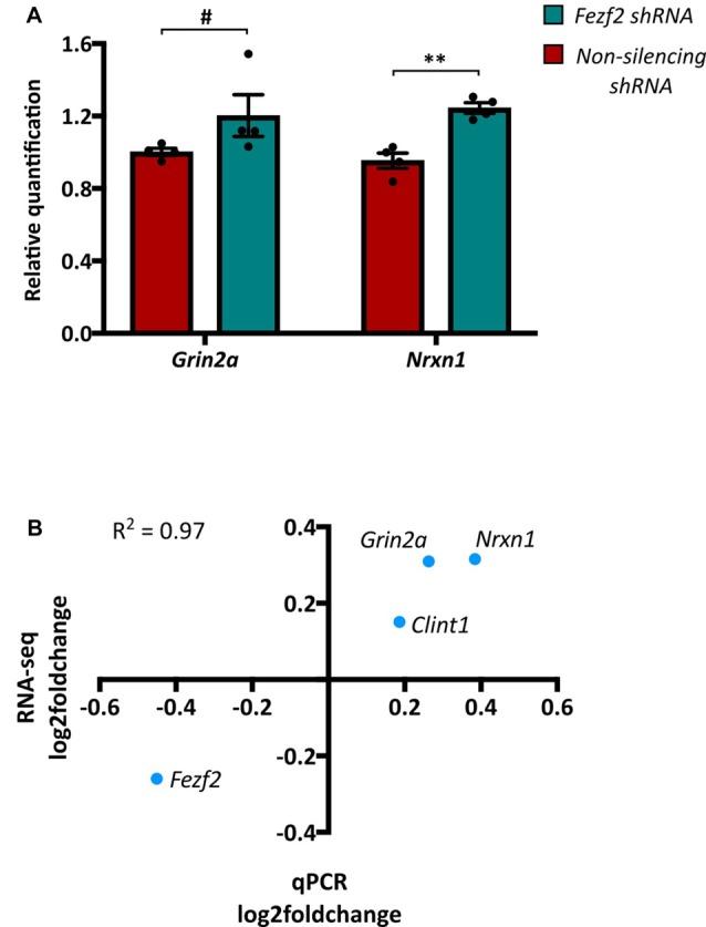 https://cdn.ncbi.nlm.nih.gov/pmc/blobs/66ff/5594072/d71cb0fb2111/fnmol-10-00283-g0003.jpg
