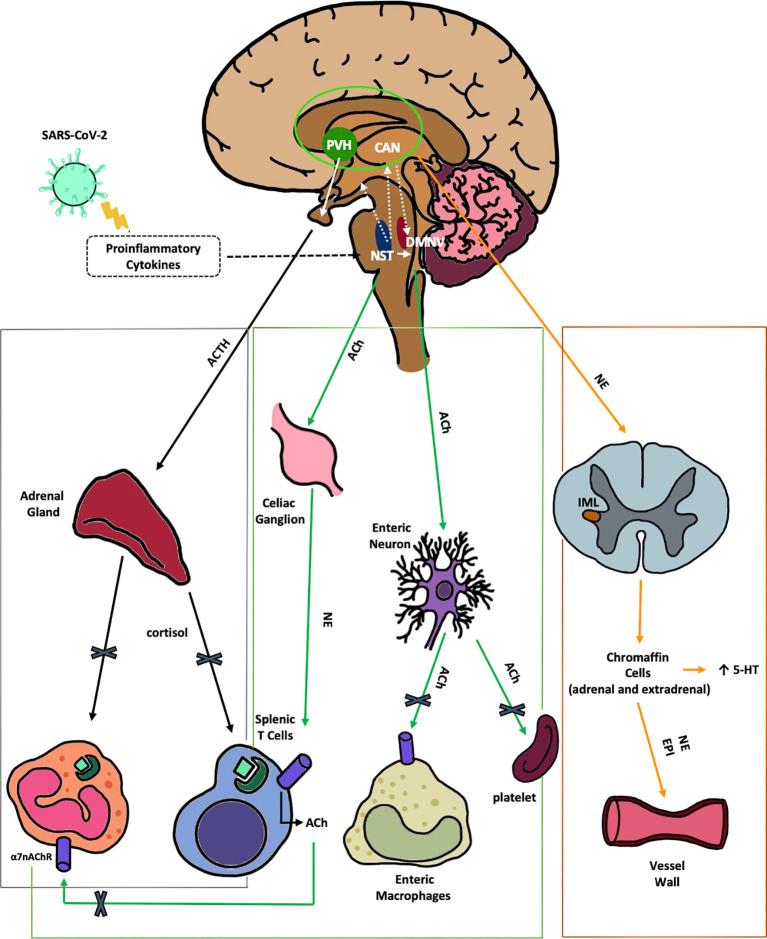 https://cdn.ncbi.nlm.nih.gov/pmc/blobs/6703/11671747/c152ce46976b/fcimb-14-1501949-g001.jpg