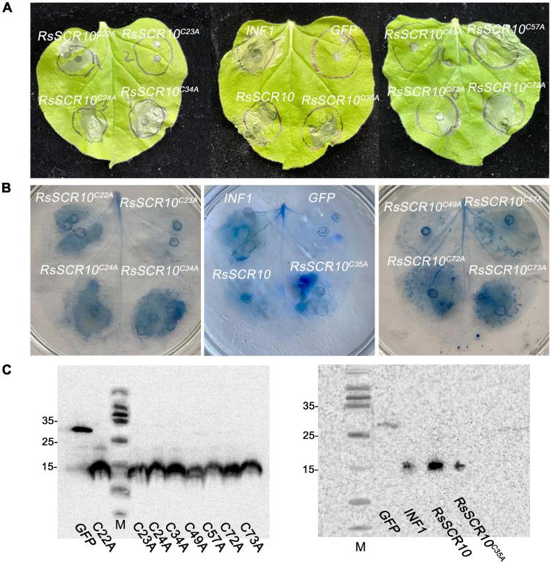 https://cdn.ncbi.nlm.nih.gov/pmc/blobs/6704/8421026/09ac92a70ad7/fmicb-12-684923-g004.jpg