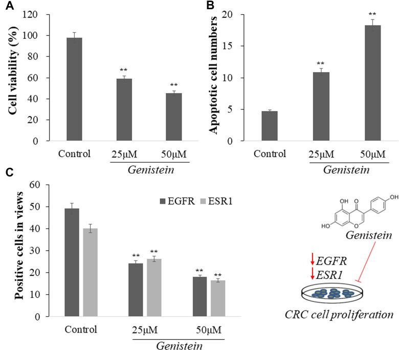 https://cdn.ncbi.nlm.nih.gov/pmc/blobs/670a/10449307/3a433e0d5d44/aging-15-204702-g007.jpg