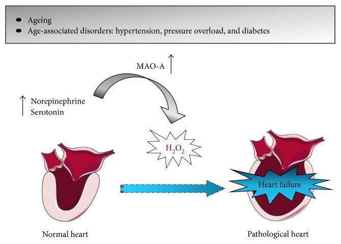 https://cdn.ncbi.nlm.nih.gov/pmc/blobs/670b/5435992/eb8b382cf32b/OMCL2017-3017947.002.jpg