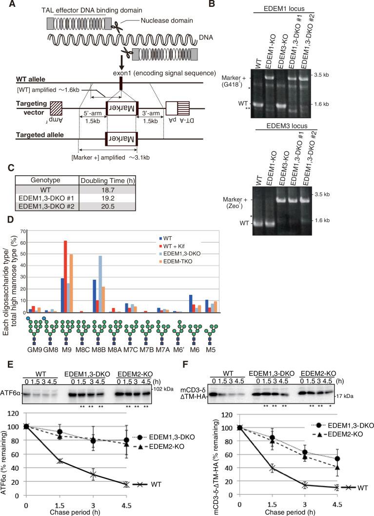 https://cdn.ncbi.nlm.nih.gov/pmc/blobs/670c/8570694/031a18f100fe/elife-70357-fig2-figsupp1.jpg