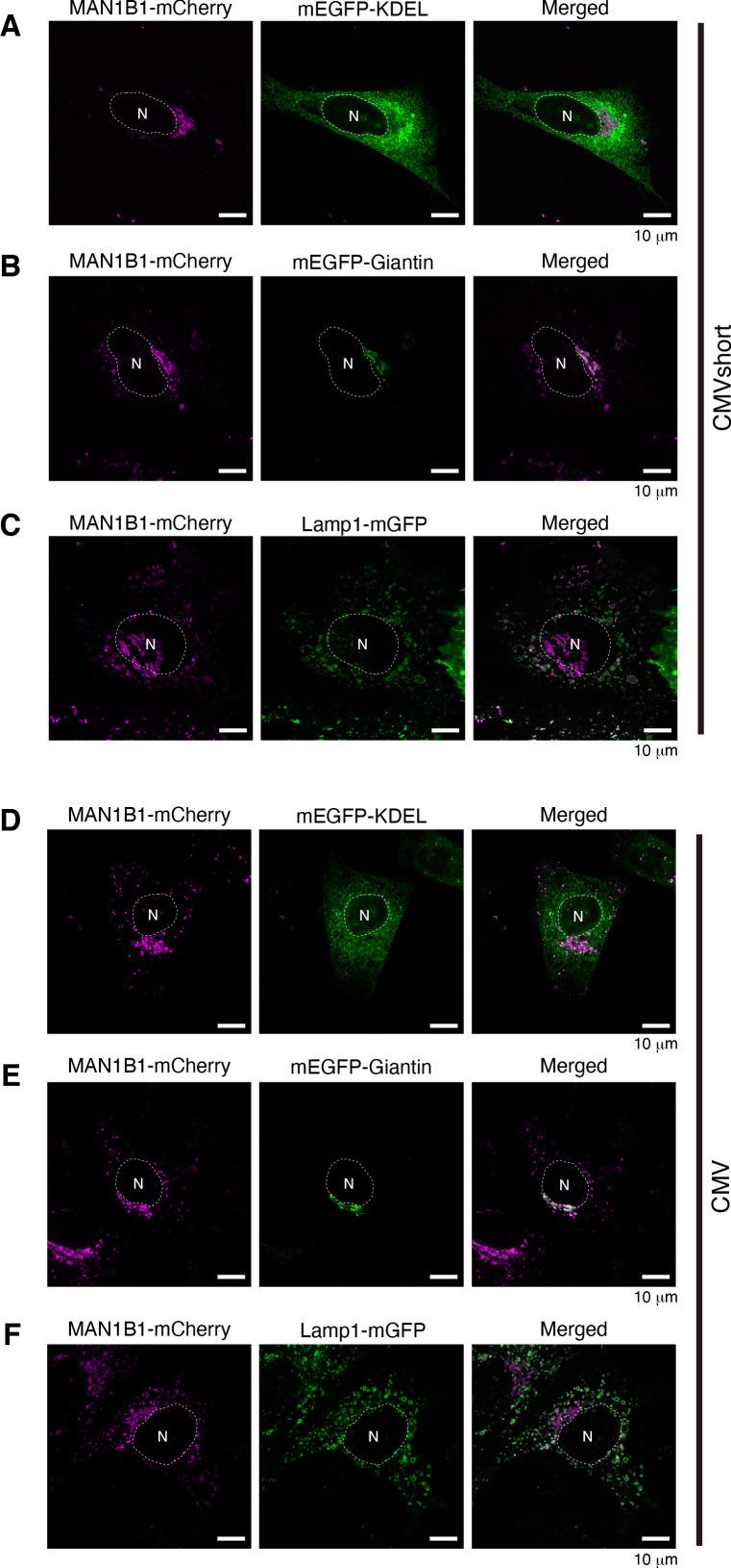 https://cdn.ncbi.nlm.nih.gov/pmc/blobs/670c/8570694/1f3ca7a50e45/elife-70357-fig3-figsupp1.jpg