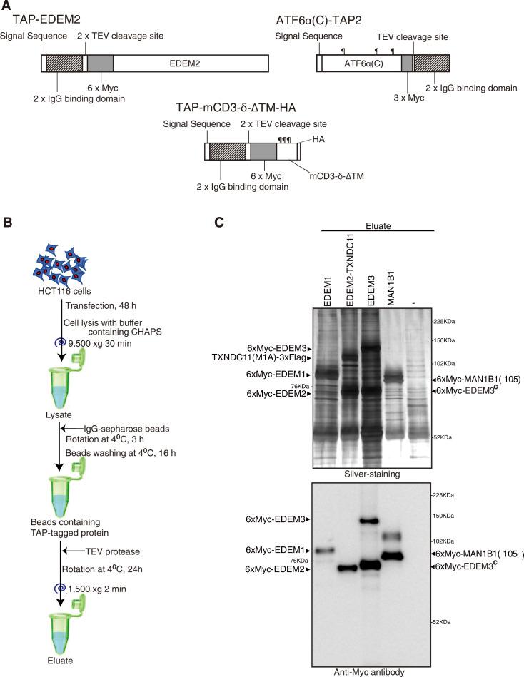 https://cdn.ncbi.nlm.nih.gov/pmc/blobs/670c/8570694/7d82a9c49e03/elife-70357-fig1-figsupp1.jpg