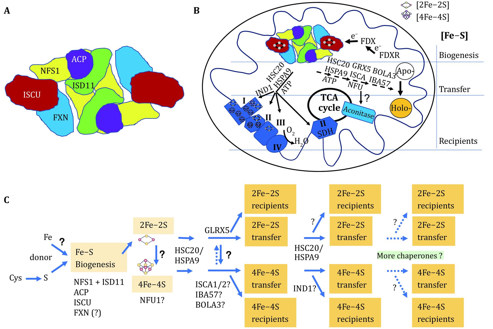 https://cdn.ncbi.nlm.nih.gov/pmc/blobs/670d/10235907/58440080f21d/br-7-2-127-2.jpg