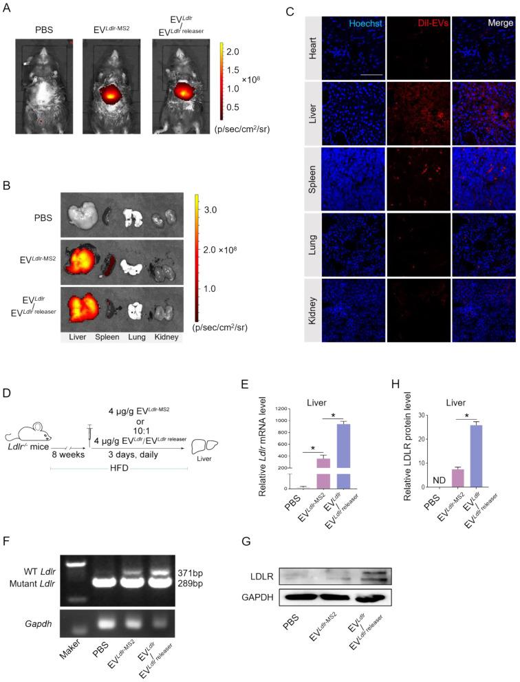 https://cdn.ncbi.nlm.nih.gov/pmc/blobs/670f/10283059/7b306e1185bb/thnov13p3467g005.jpg