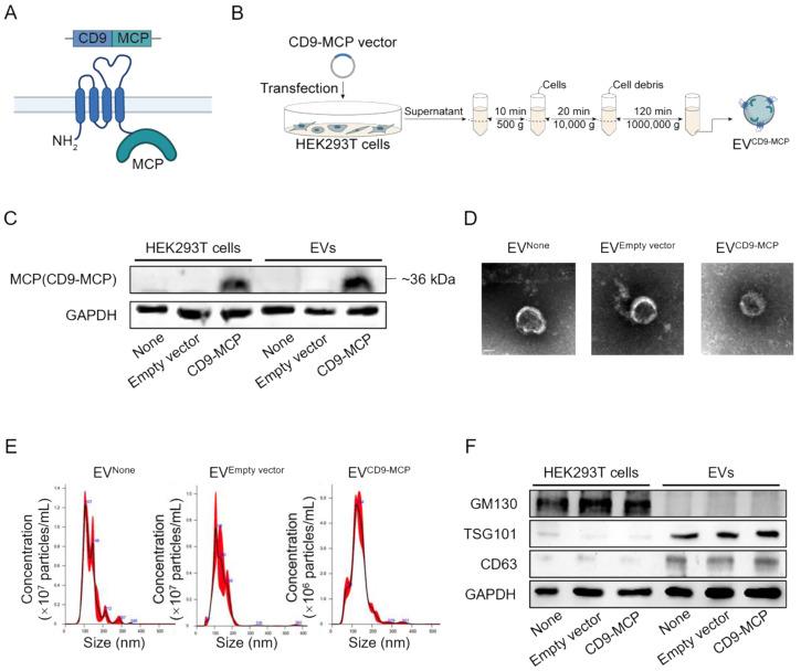 https://cdn.ncbi.nlm.nih.gov/pmc/blobs/670f/10283059/819d9b33938e/thnov13p3467g002.jpg