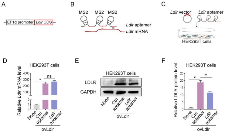 https://cdn.ncbi.nlm.nih.gov/pmc/blobs/670f/10283059/e1e7175434bf/thnov13p3467g001.jpg