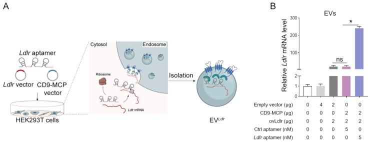 https://cdn.ncbi.nlm.nih.gov/pmc/blobs/670f/10283059/fe20419092a9/thnov13p3467g003.jpg