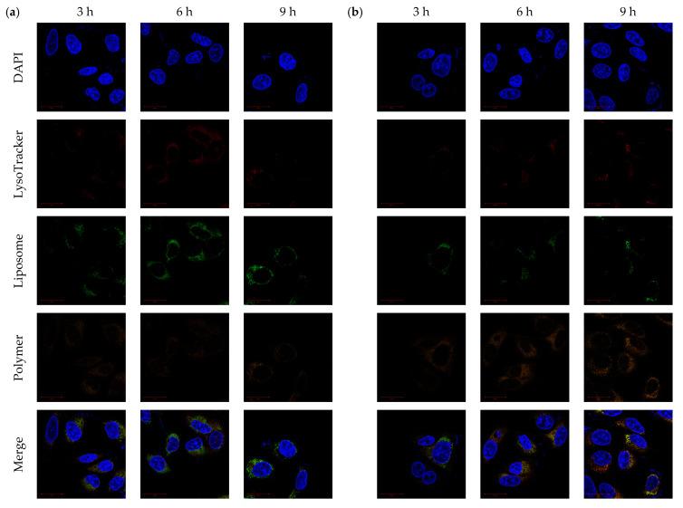 https://cdn.ncbi.nlm.nih.gov/pmc/blobs/6712/8954455/2e5d1f070e07/ijms-23-03080-g007.jpg