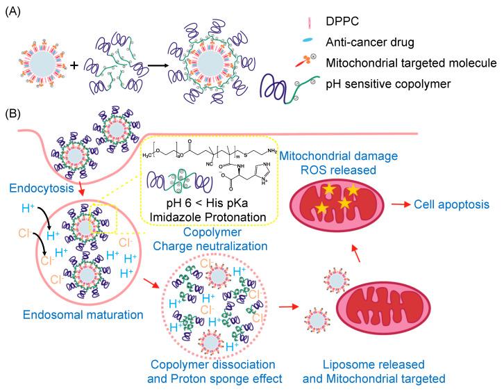 https://cdn.ncbi.nlm.nih.gov/pmc/blobs/6712/8954455/c8d07e4b9e7f/ijms-23-03080-g001.jpg