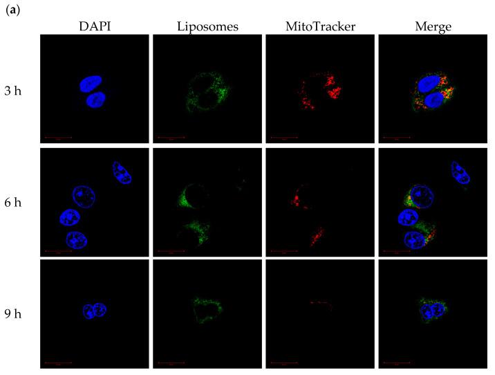 https://cdn.ncbi.nlm.nih.gov/pmc/blobs/6712/8954455/fc1e8f9b4cef/ijms-23-03080-g008a.jpg