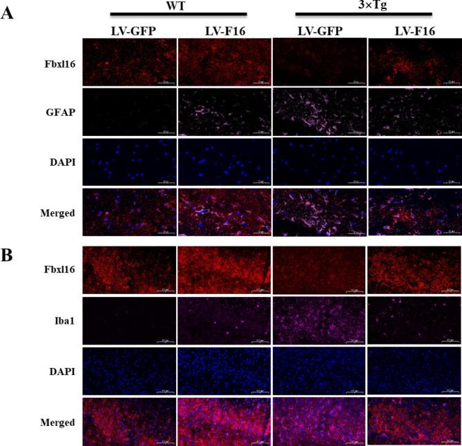 https://cdn.ncbi.nlm.nih.gov/pmc/blobs/6715/11580471/3f65c5b057e5/40364_2024_691_Fig6_HTML.jpg