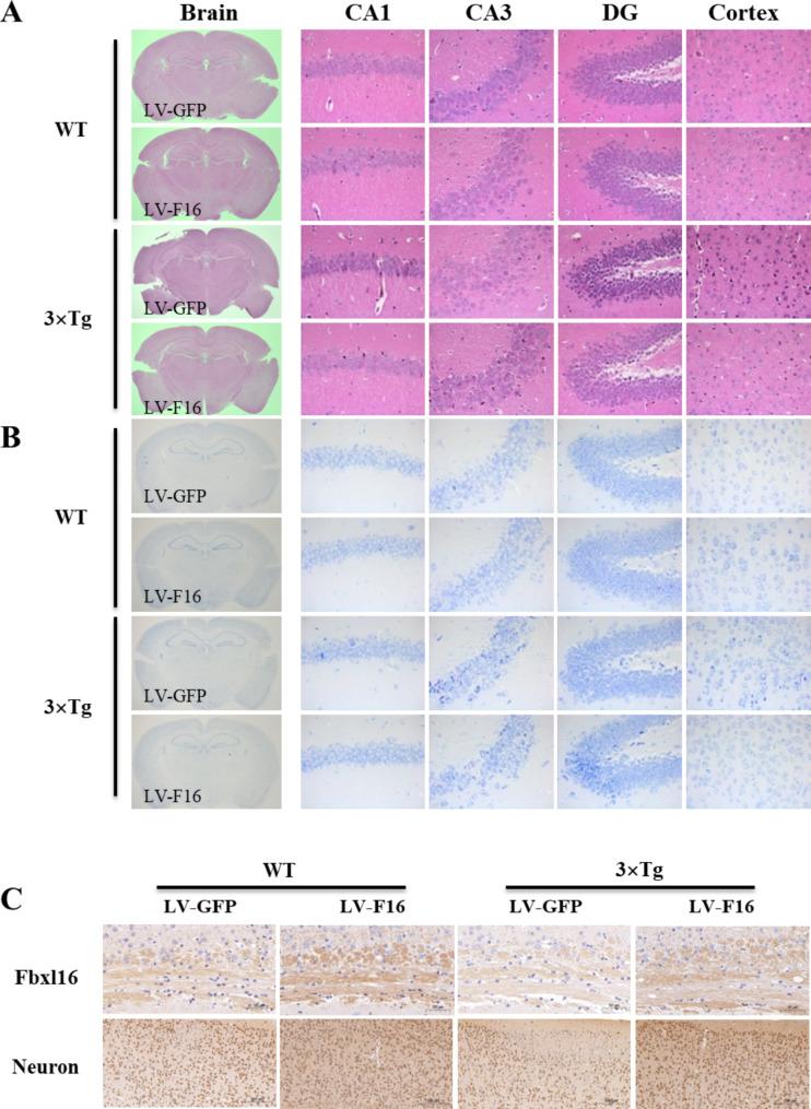 https://cdn.ncbi.nlm.nih.gov/pmc/blobs/6715/11580471/5d08c931d8cf/40364_2024_691_Fig5_HTML.jpg