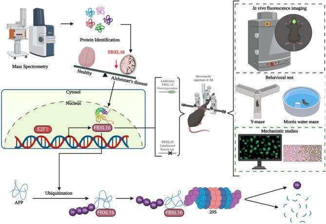 https://cdn.ncbi.nlm.nih.gov/pmc/blobs/6715/11580471/b9dd8295fe86/40364_2024_691_Fig8_HTML.jpg
