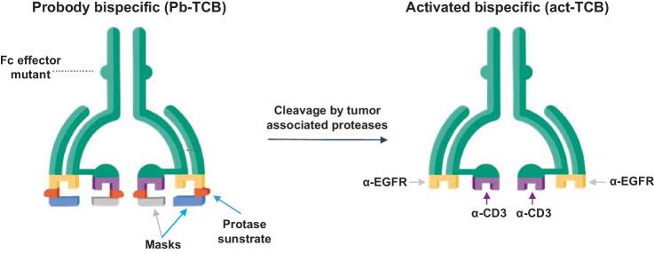 https://cdn.ncbi.nlm.nih.gov/pmc/blobs/6718/9664135/4c65aaed216a/4288fig1.jpg