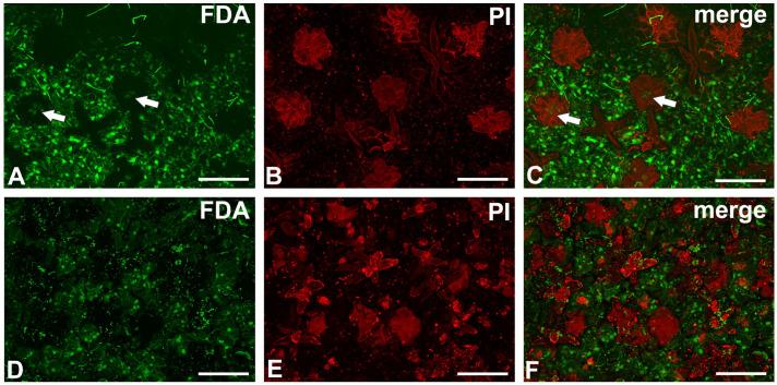 https://cdn.ncbi.nlm.nih.gov/pmc/blobs/6719/12386587/9a97e78f6156/ijms-26-07788-g008.jpg