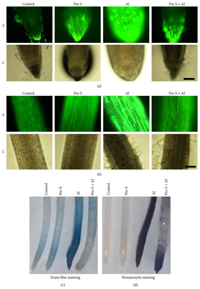 https://cdn.ncbi.nlm.nih.gov/pmc/blobs/671b/4442301/3bdeb9940527/OMCL2015-612363.005.jpg