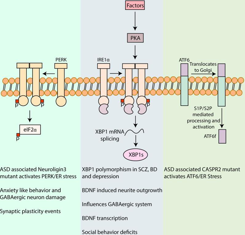 https://cdn.ncbi.nlm.nih.gov/pmc/blobs/6721/7550790/494b636aab4c/fncel-14-554548-g0001.jpg