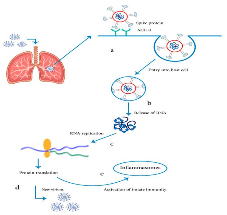https://cdn.ncbi.nlm.nih.gov/pmc/blobs/6722/8619292/93ddc3dff152/pharmaceuticals-14-01173-g003.jpg