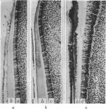 https://cdn.ncbi.nlm.nih.gov/pmc/blobs/6724/1393463/2671e684608b/jphysiol01500-0040-b.jpg
