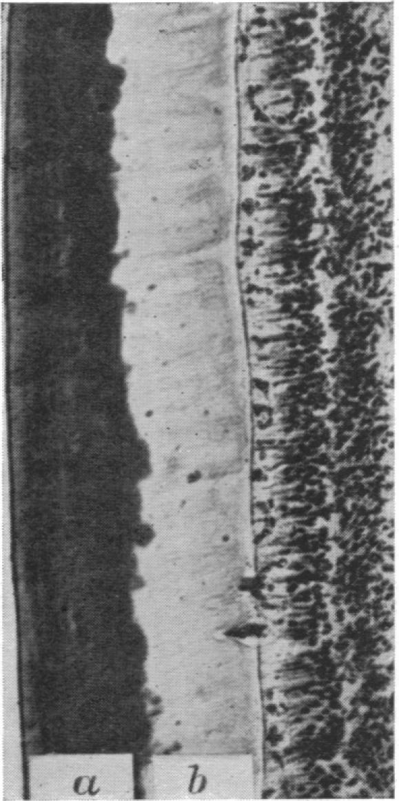 https://cdn.ncbi.nlm.nih.gov/pmc/blobs/6724/1393463/d373e71a64f9/jphysiol01500-0037-d.jpg
