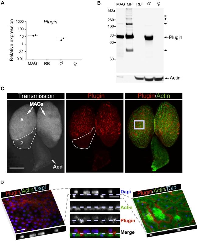 https://cdn.ncbi.nlm.nih.gov/pmc/blobs/6725/2785878/631c16121871/pbio.1000272.g002.jpg
