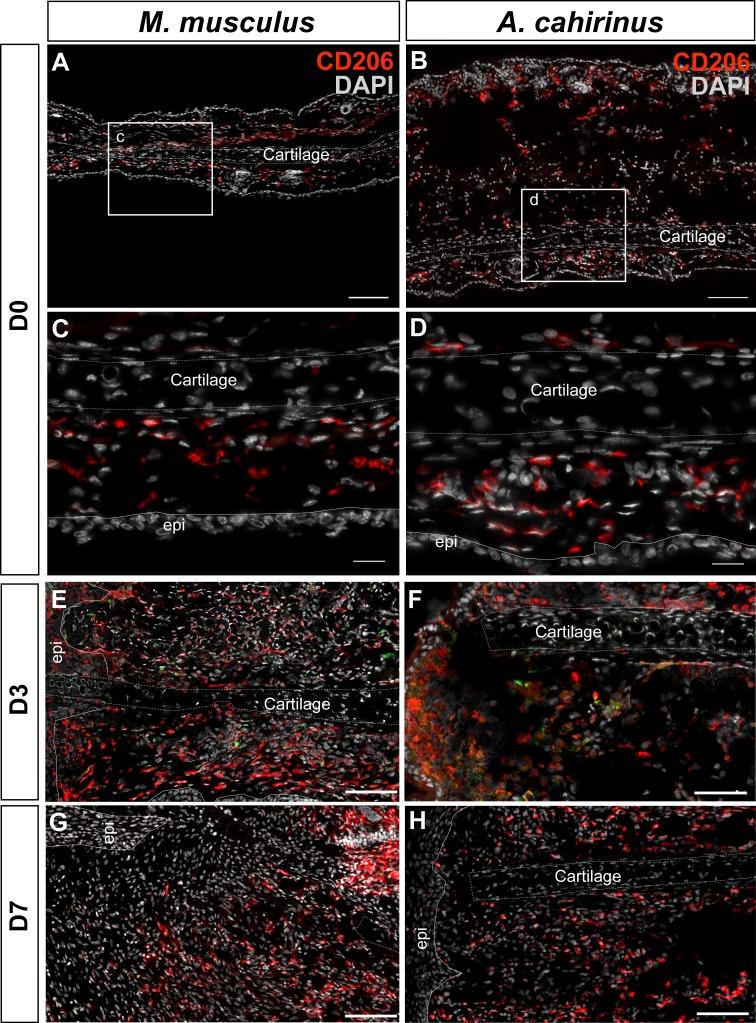 https://cdn.ncbi.nlm.nih.gov/pmc/blobs/672a/5433844/255a6f6b1a68/elife-24623-fig6-figsupp2.jpg