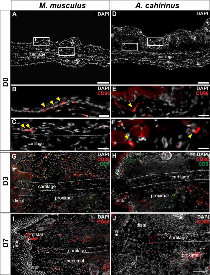 https://cdn.ncbi.nlm.nih.gov/pmc/blobs/672a/5433844/e8f571616fee/elife-24623-fig6-figsupp1.jpg