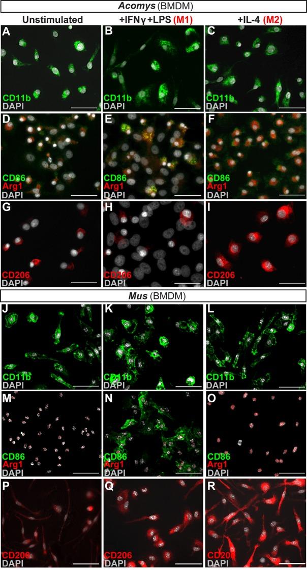 https://cdn.ncbi.nlm.nih.gov/pmc/blobs/672a/5433844/e97066c14d0e/elife-24623-fig5.jpg